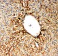 Anti-SDHA Antibody